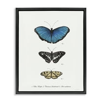 Stupell Industries Vintage Butterfly Specimens Animals & Insects Painting Black Floater Framed Canvas Art Print Wall Art, 17 x 21