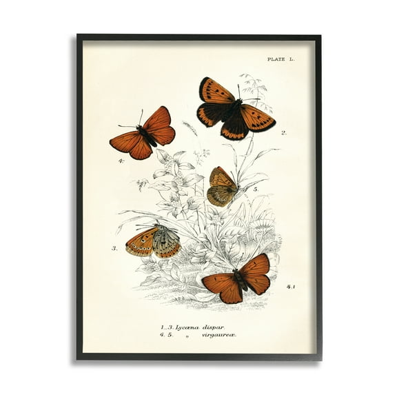 Stupell Industries Vintage Butterfly Specimens Animals & Insects Painting Black Framed Art Print Wall Art, 11 x 14