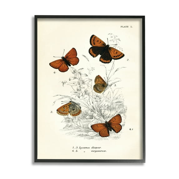 Stupell Industries Vintage Butterfly Specimens Animals & Insects Painting Black Framed Art Print Wall Art, 11 x 14