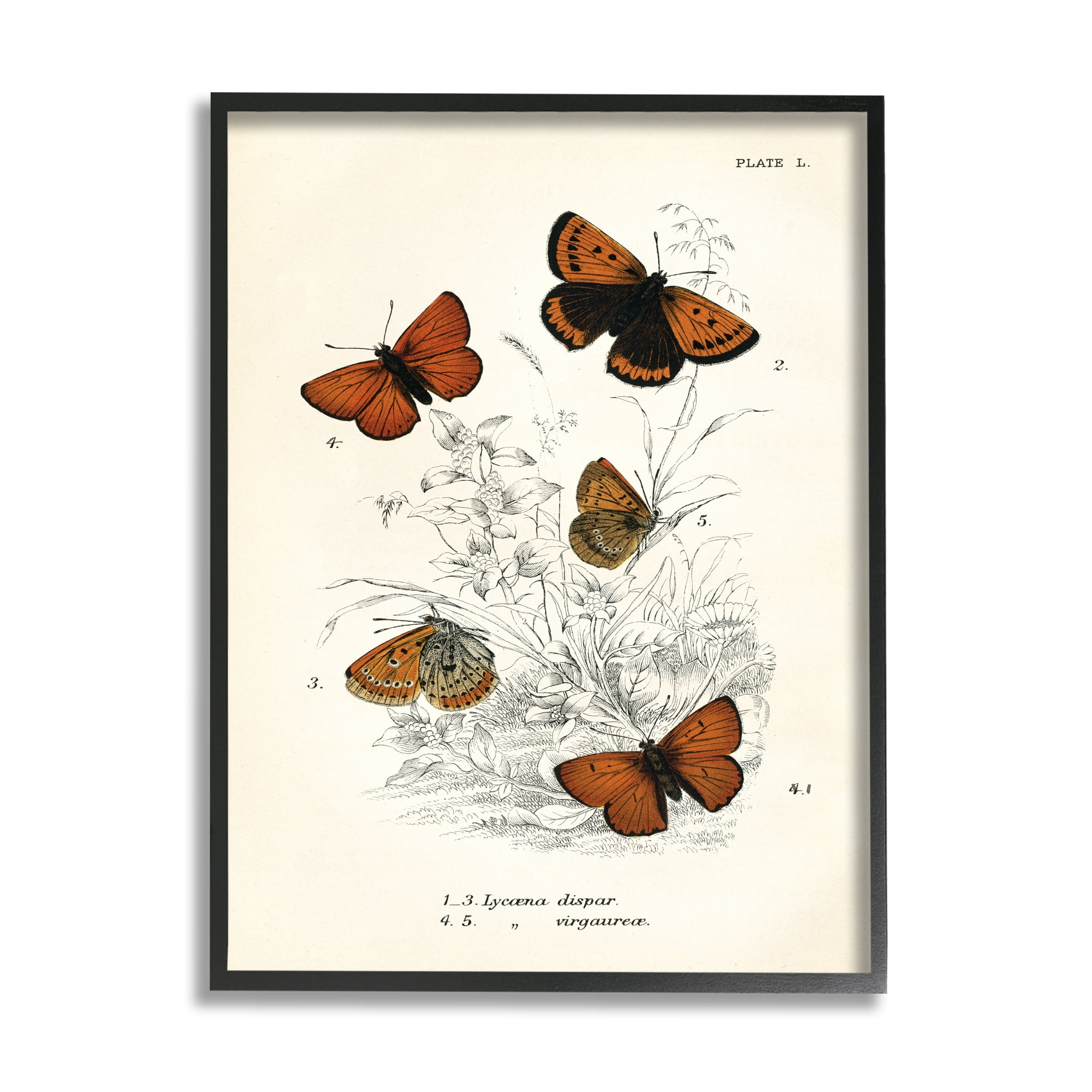 Stupell Industries Vintage Butterfly Specimens Animals & Insects Painting Black Framed Art Print Wall Art, 24 x 30
