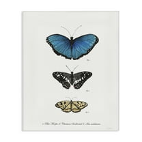 Stupell Industries Vintage Butterfly Specimens Animals & Insects Painting Gallery Wrapped Canvas Art Print Wall Art, 16 x 20