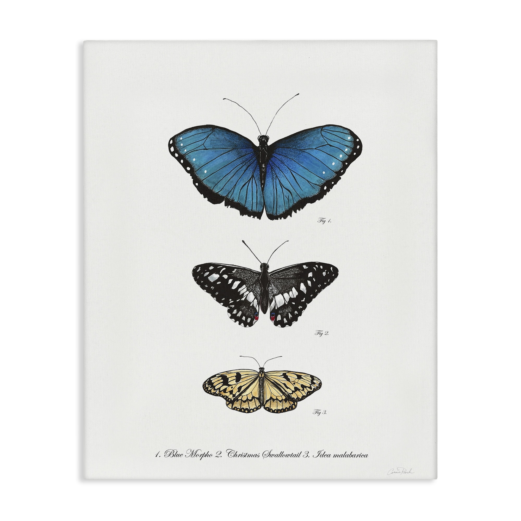 Stupell Industries Vintage Butterfly Specimens Animals & Insects Painting Gallery Wrapped Canvas Art Print Wall Art, 36 x 48