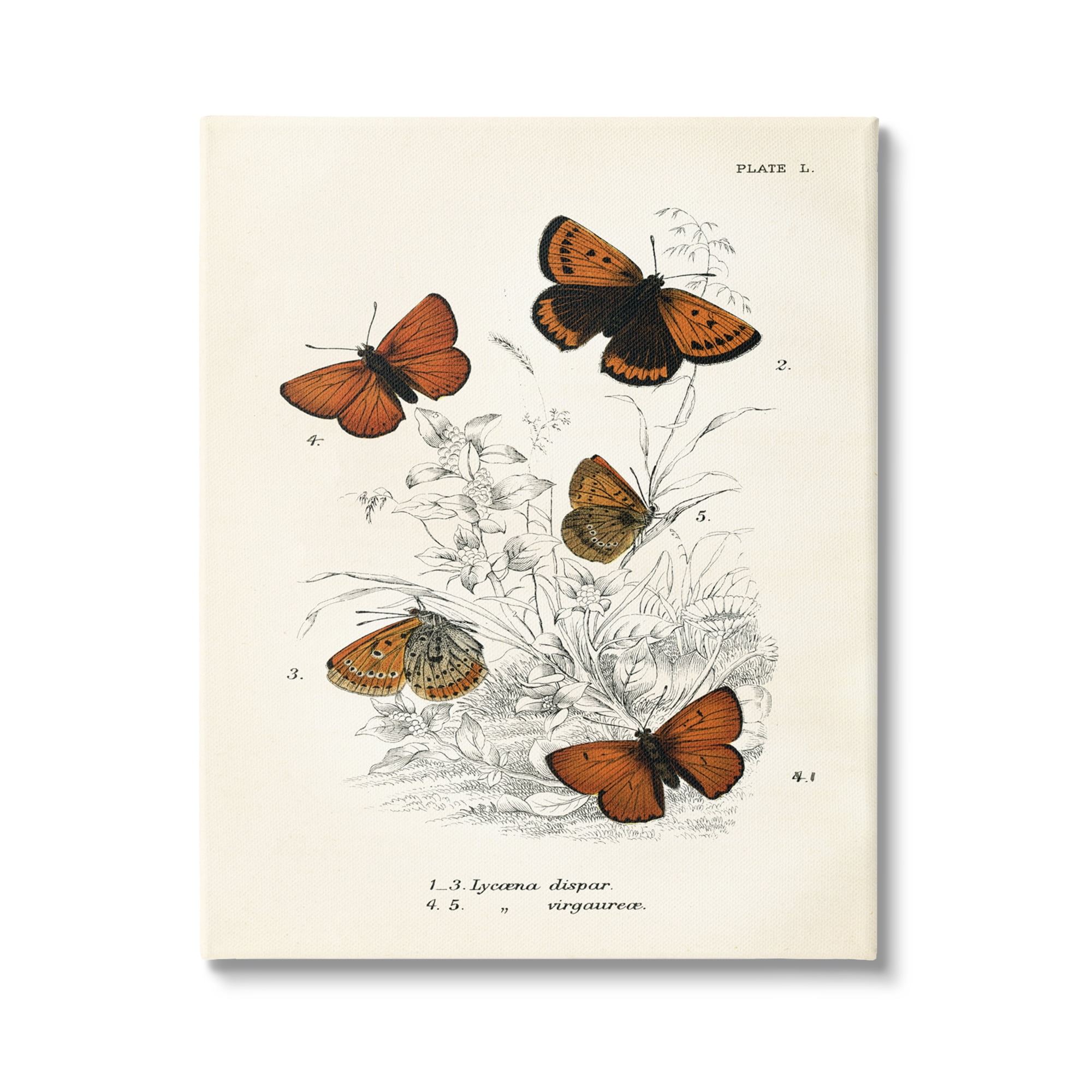 Stupell Industries Vintage Butterfly Specimens Animals & Insects Painting Gallery Wrapped Canvas Print Wall Art, 24 x 30