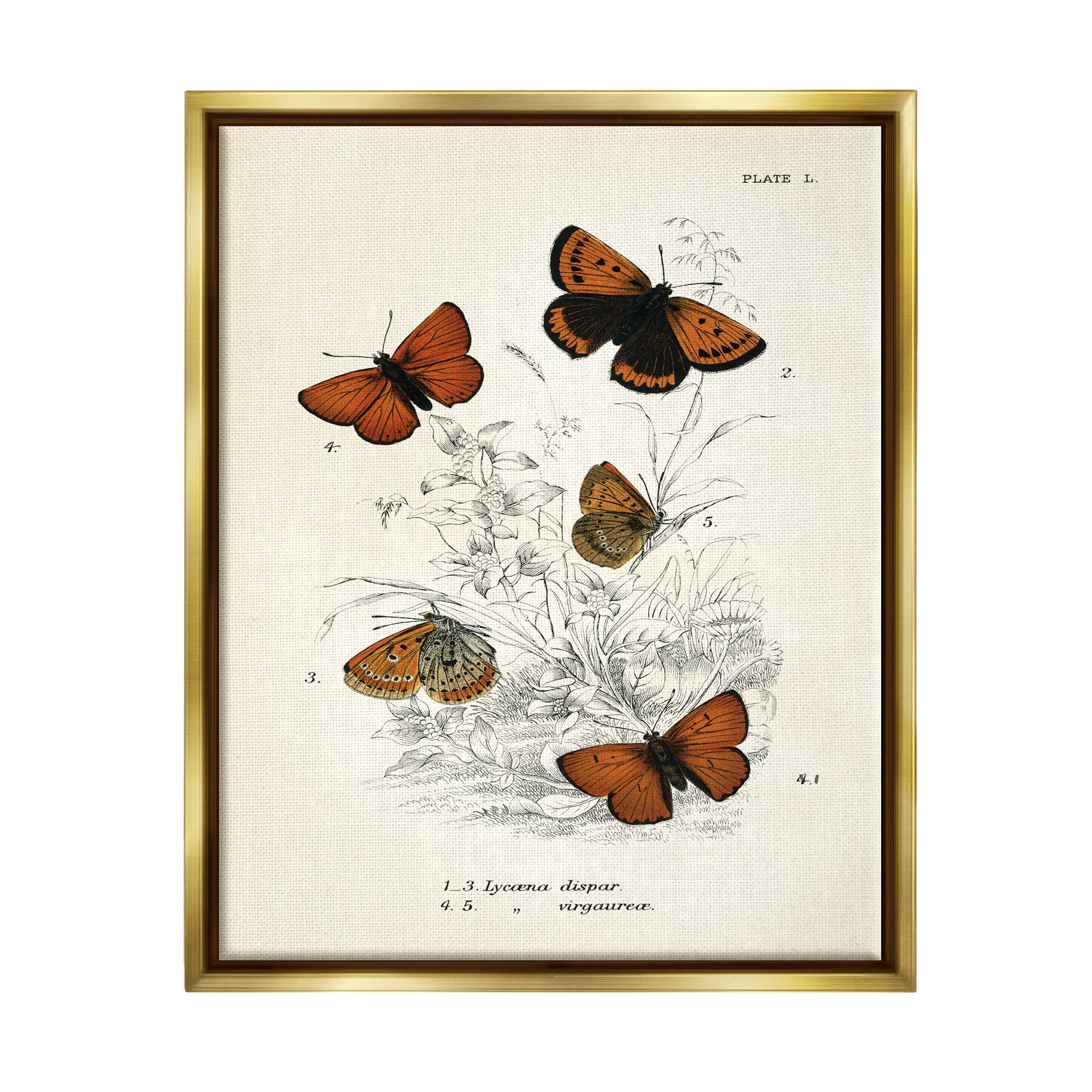 Stupell Industries Vintage Butterfly Specimens Animals & Insects Painting Gold Floater Framed Art Print Wall Art, 25 x 31