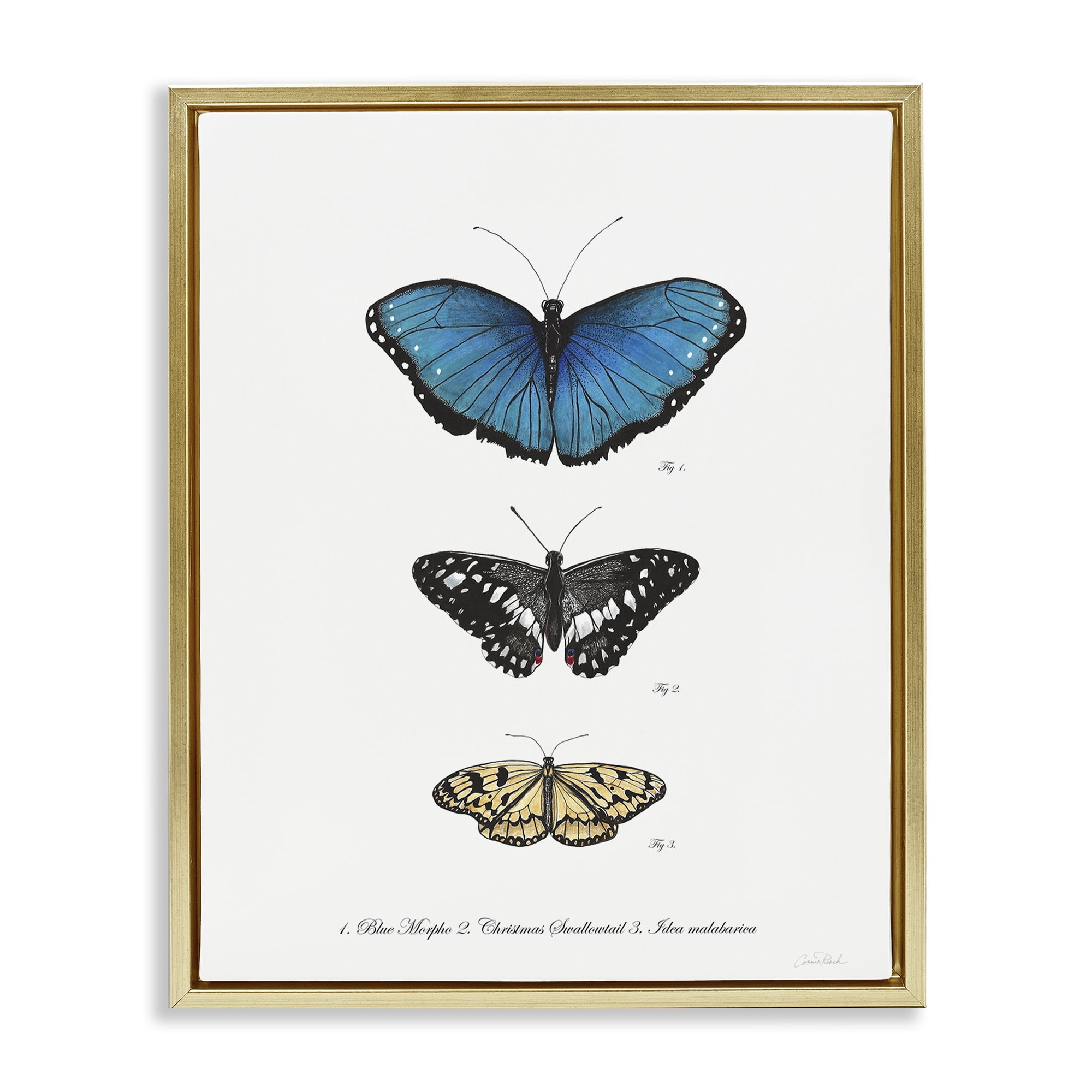 Stupell Industries Vintage Butterfly Specimens Animals & Insects Painting Gold Floater Framed Canvas Art Print Wall Art, 17 x 21