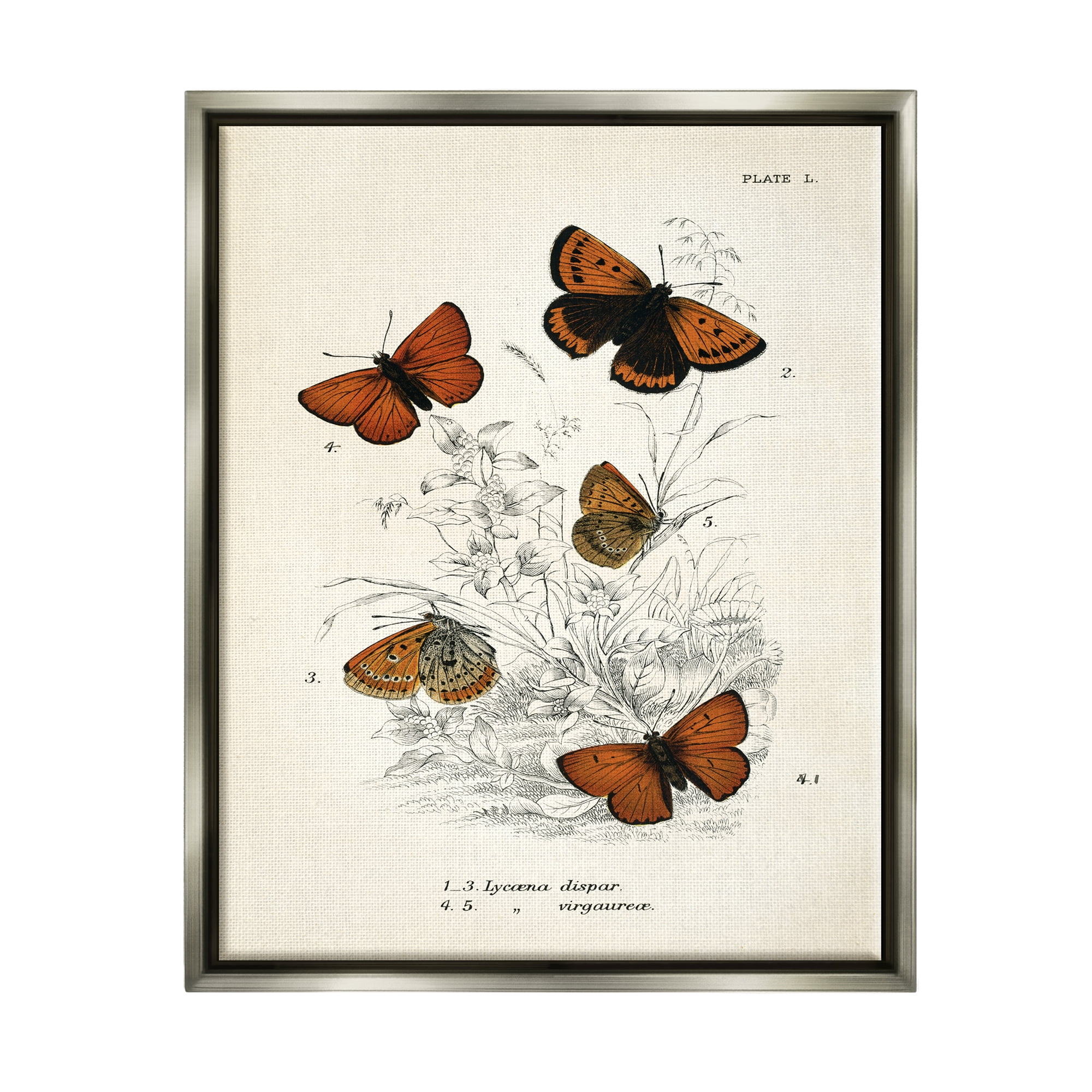 Stupell Industries Vintage Butterfly Specimens Animals & Insects Painting Gray Floater Framed Art Print Wall Art, 25 x 31