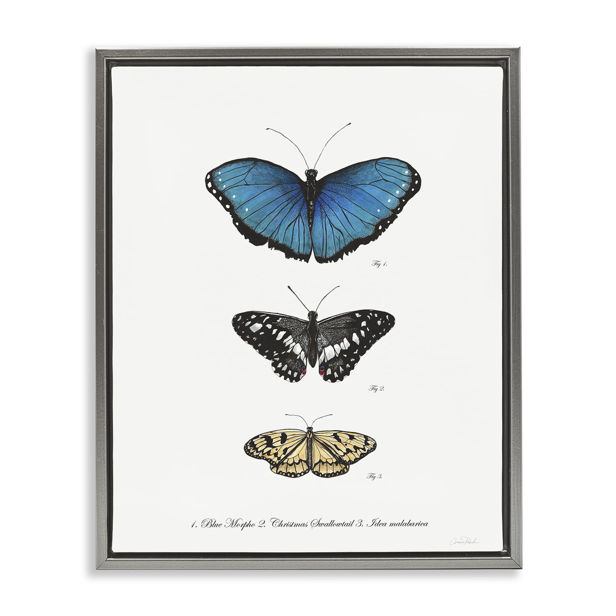 Stupell Industries Vintage Butterfly Specimens Animals & Insects Painting Gray Floater Framed Canvas Art Print Wall Art, 17 x 21