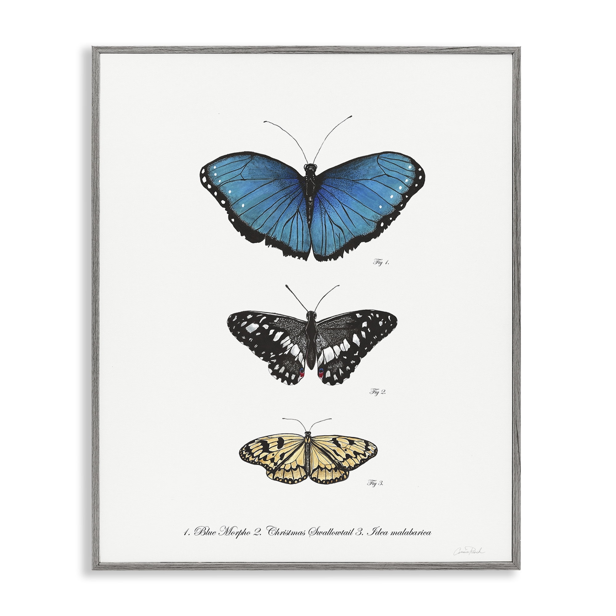 Stupell Industries Vintage Butterfly Specimens Animals & Insects Painting Gray Framed Art Print Wall Art, 11 x 14