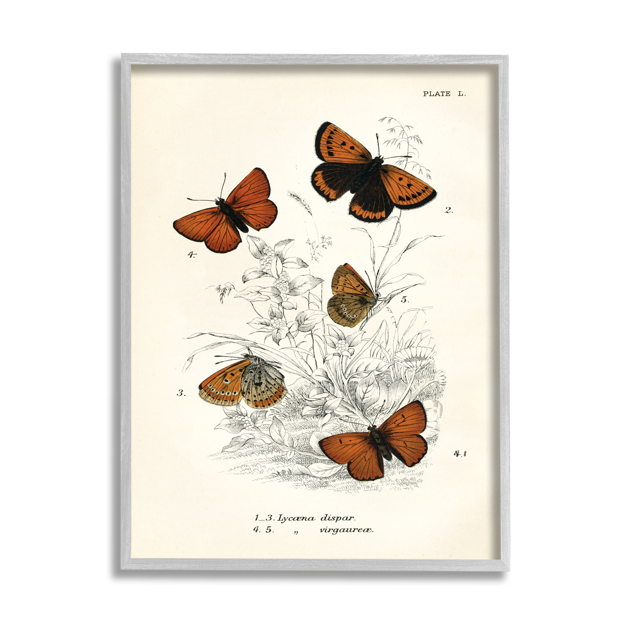 Stupell Industries Vintage Butterfly Specimens Animals & Insects Painting Gray Framed Art Print Wall Art, 24 x 30