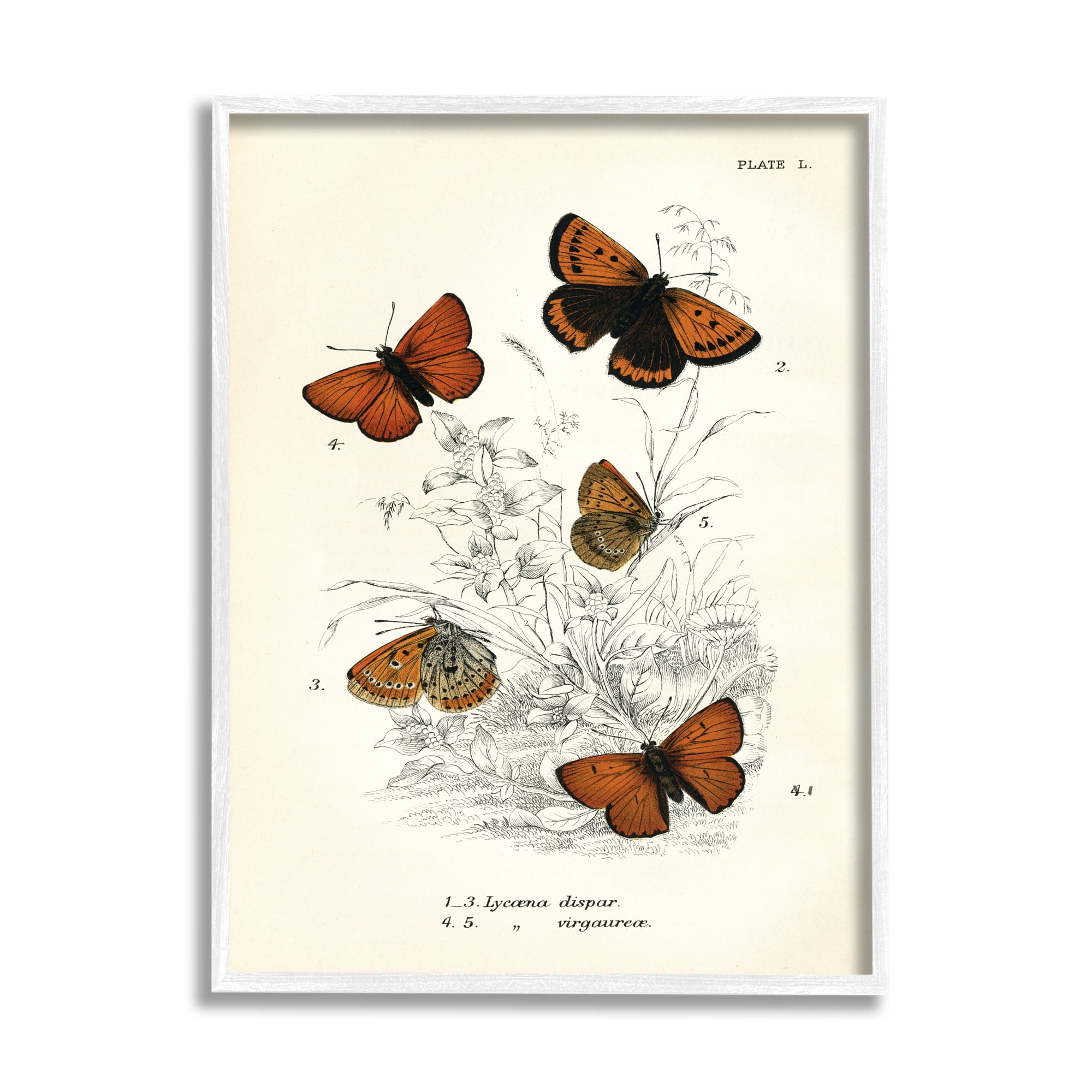 Stupell Industries Vintage Butterfly Specimens Animals & Insects Painting White Framed Art Print Wall Art, 11 x 14