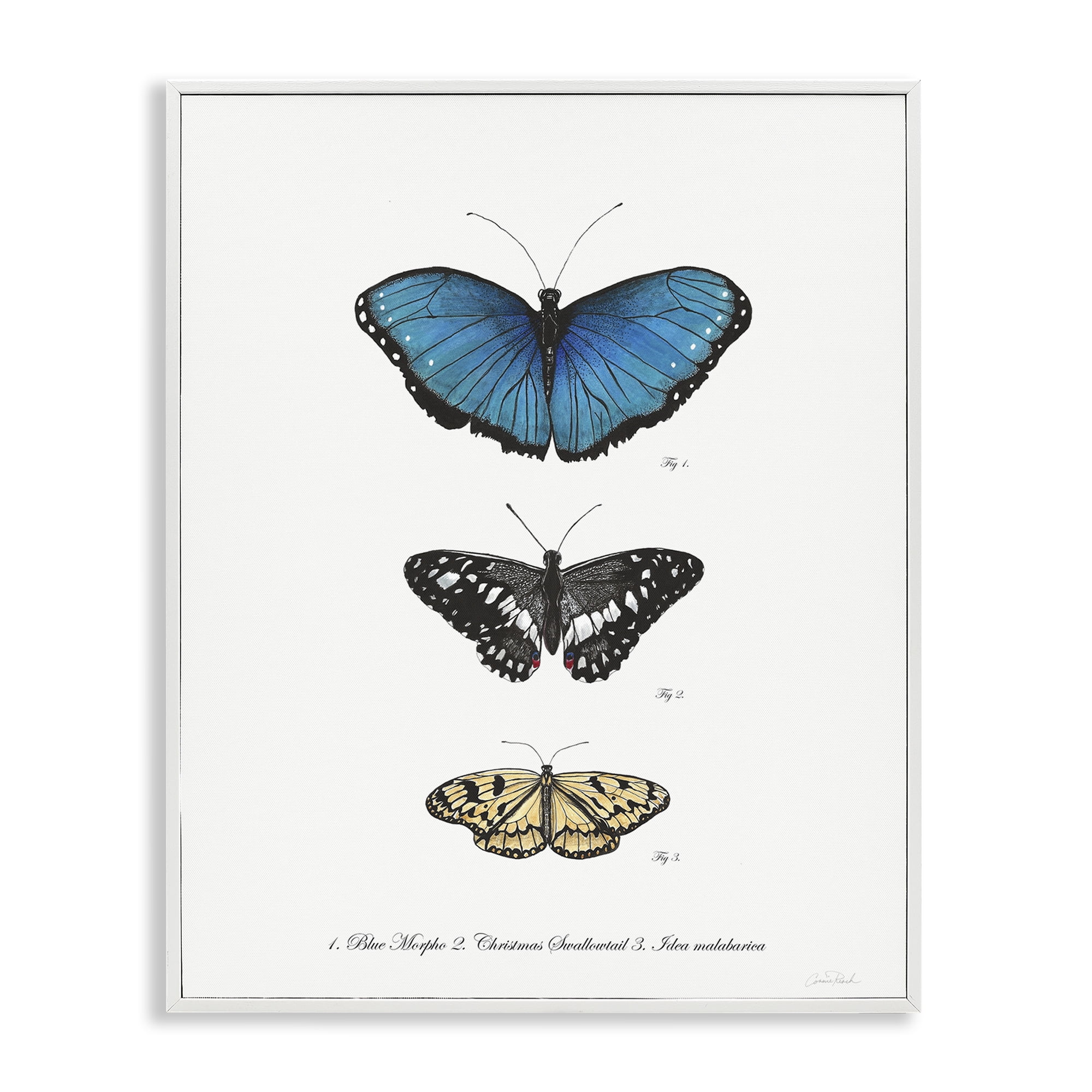Stupell Industries Vintage Butterfly Specimens Animals & Insects Painting White Framed Art Print Wall Art, 16 x 20