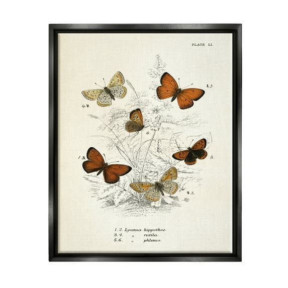Stupell Industries Vintage Butterfly Studies Animals & Insects Painting Black Floater Framed Art Print Wall Art, 17 x 21