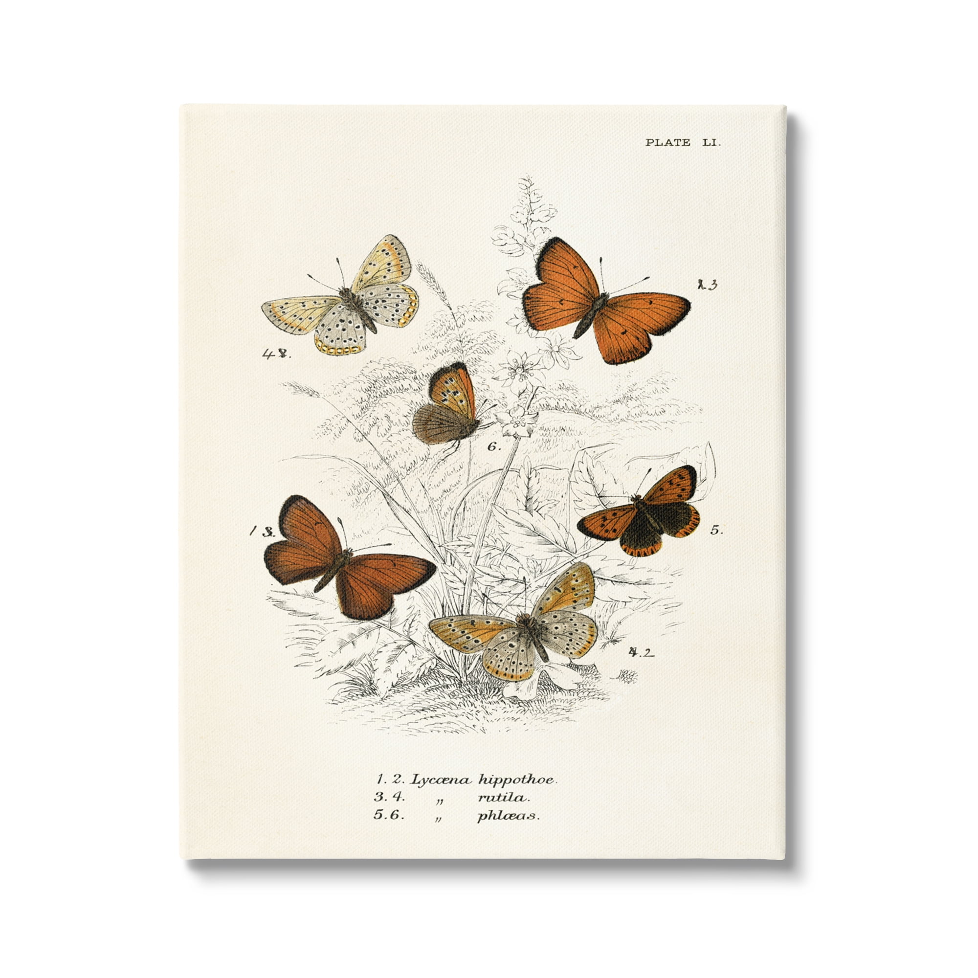 Stupell Industries Vintage Butterfly Studies Animals & Insects Painting Gallery Wrapped Canvas Print Wall Art, 16 x 20