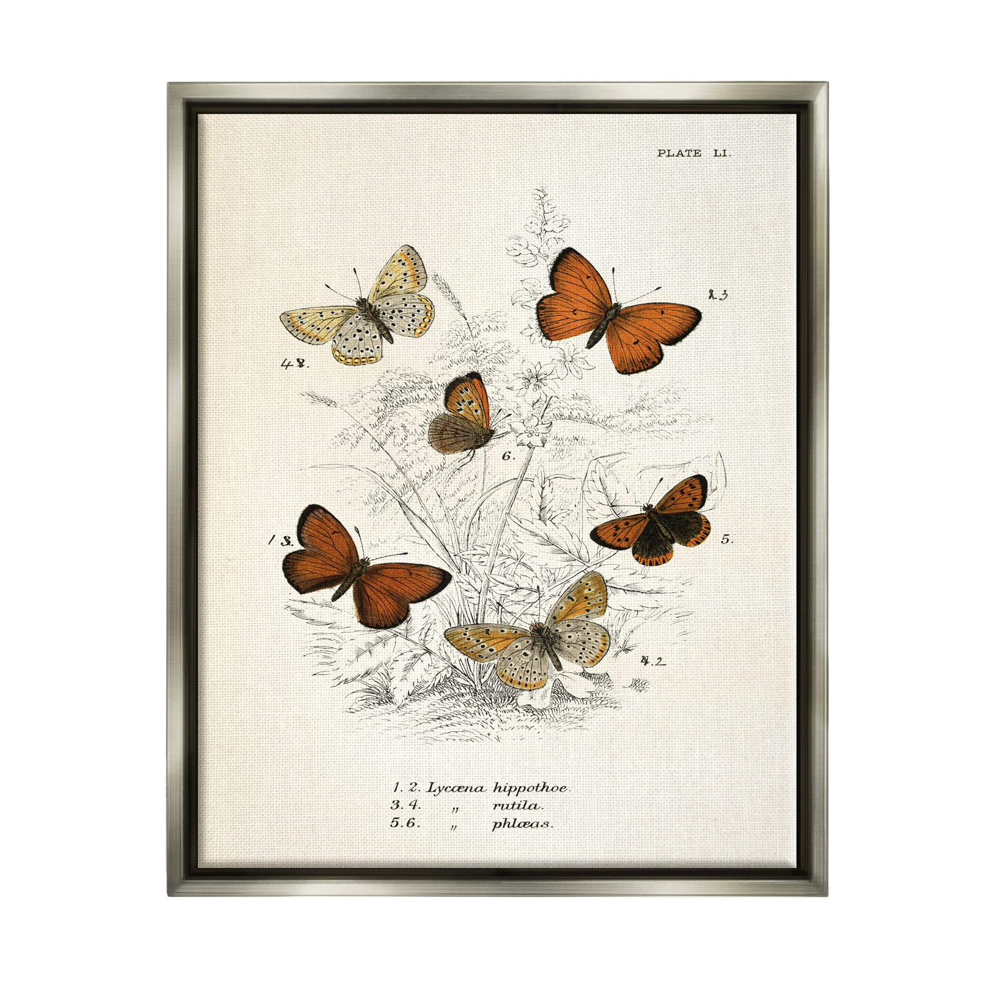Stupell Industries Vintage Butterfly Studies Animals & Insects Painting Gray Floater Framed Art Print Wall Art, 17 x 21