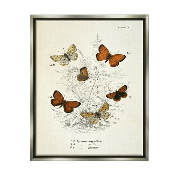 Stupell Industries Vintage Butterfly Studies Animals & Insects Painting Gray Floater Framed Art Print Wall Art, 25 x 31
