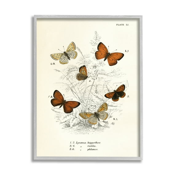 Stupell Industries Vintage Butterfly Studies Animals & Insects Painting Gray Framed Art Print Wall Art, 16 x 20