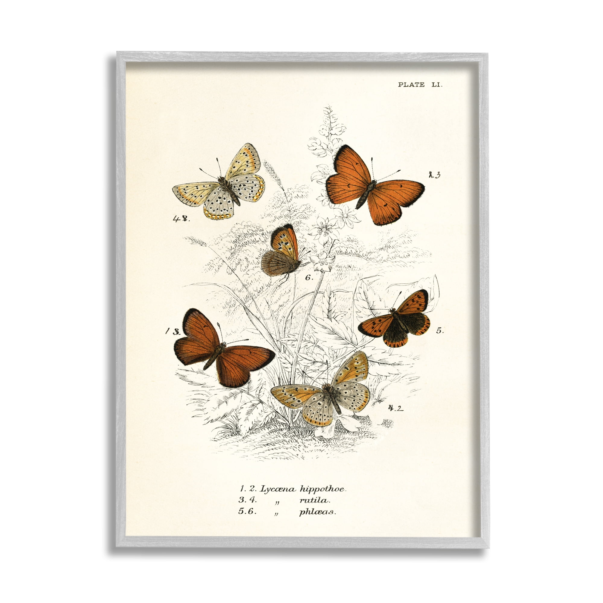 Stupell Industries Vintage Butterfly Studies Animals & Insects Painting Gray Framed Art Print Wall Art, 24 x 30