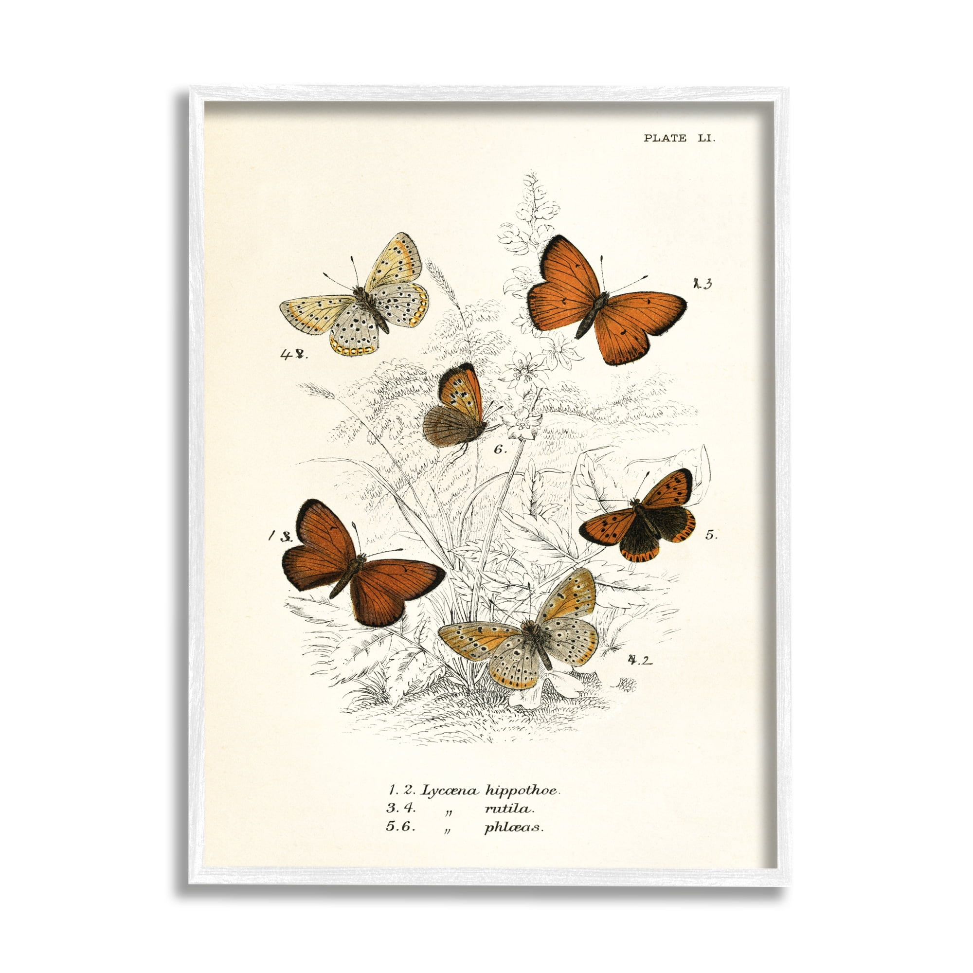 Stupell Industries Vintage Butterfly Studies Animals & Insects Painting White Framed Art Print Wall Art, 11 x 14