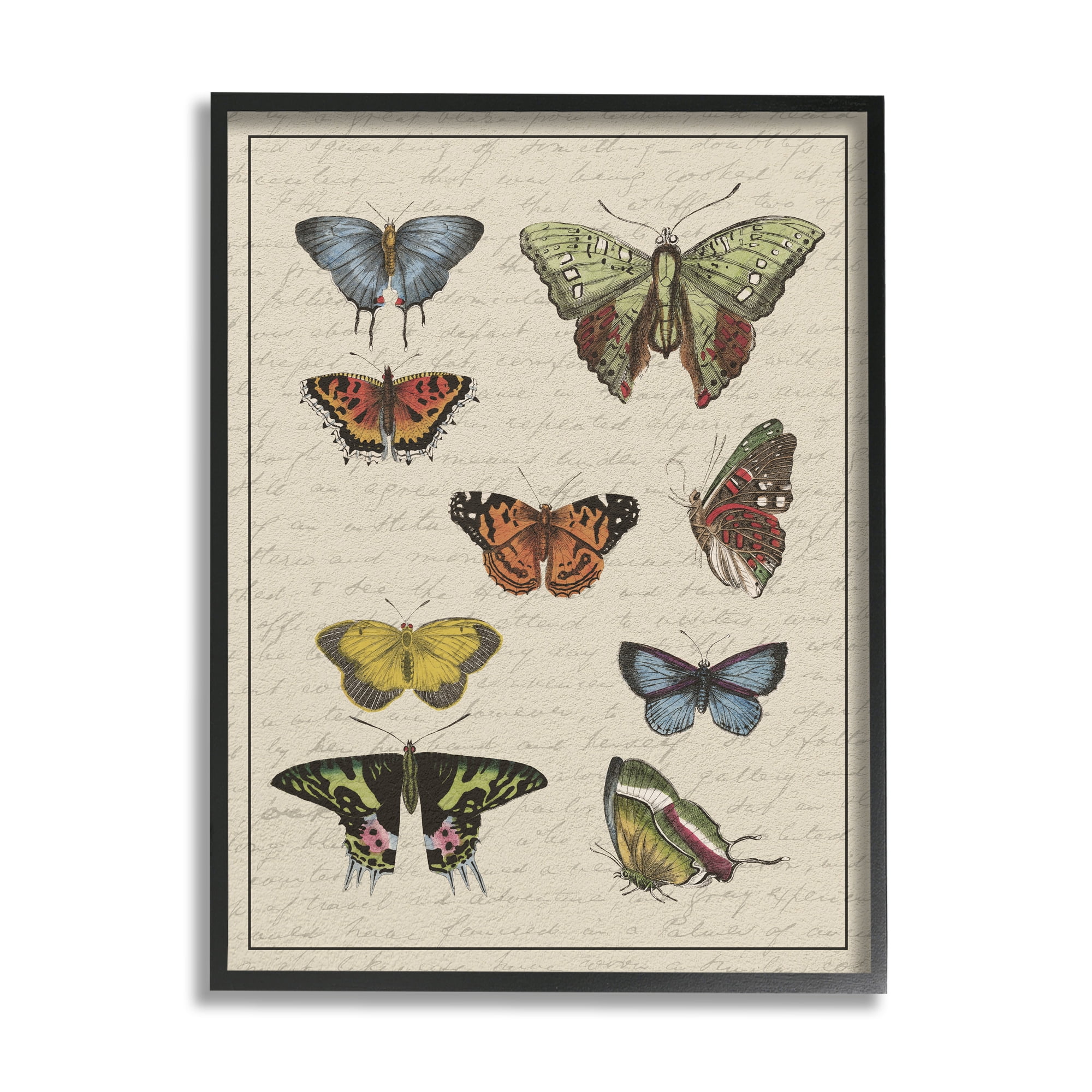 Stupell Industries Vintage Butterfly Study over Muted Cursive Script Animals & Insects Painting Black Framed Art Print Wall Art, 11 x 14