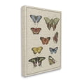thumbnail image 1 of Stupell Industries Vintage Butterfly Study over Muted Cursive Script Animals & Insects Painting Gallery Wrapped Canvas Print Wall Art, 24 x 30, 1 of 6