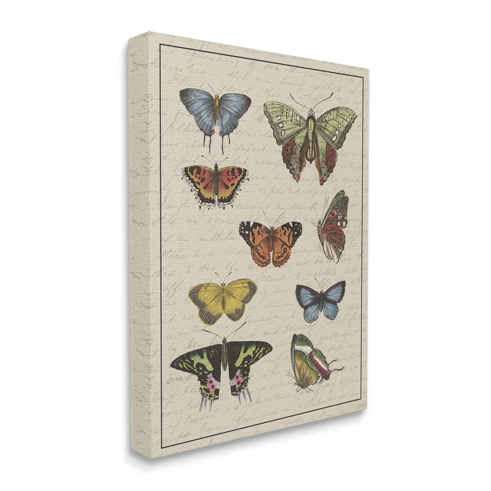 Stupell Industries Vintage Butterfly Study over Muted Cursive Script Animals & Insects Painting Gallery Wrapped Canvas Print Wall Art, 36 x 48