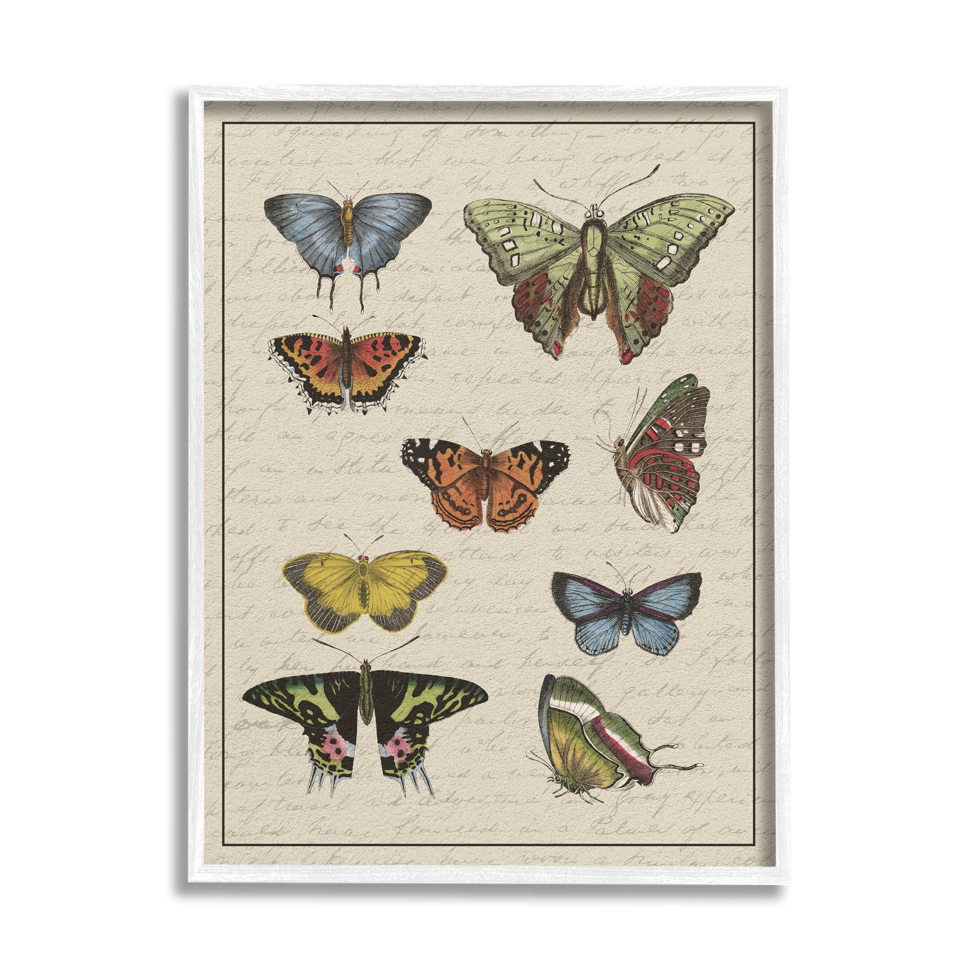 Stupell Industries Vintage Butterfly Study over Muted Cursive Script Animals & Insects Painting White Framed Art Print Wall Art, 24 x 30
