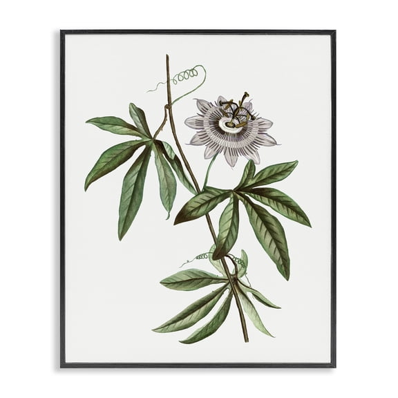 Stupell Industries Vintage Circular Bloom Floral Painting Black Framed Art Print Wall Art, 16 x 20