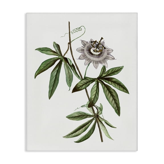 Stupell Industries Vintage Circular Bloom Floral Painting Wrapped Canvas Canvas Art Print Wall Art, 16 x 20