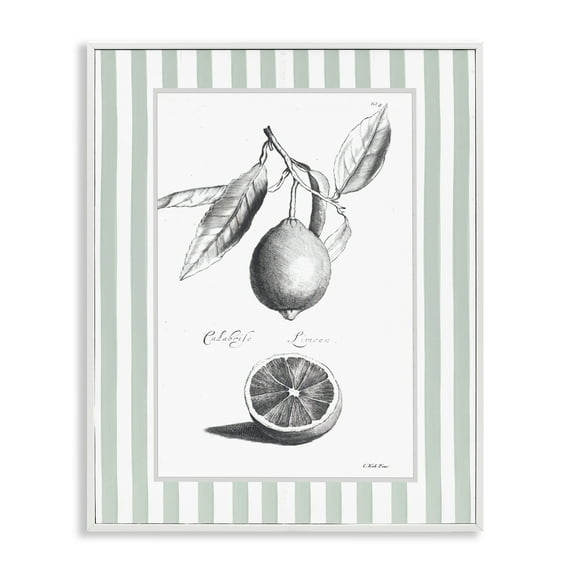 Stupell Industries Vintage Citrus Striped Border White Framed Giclee Art design by Lettered and Lined, 20 x 16