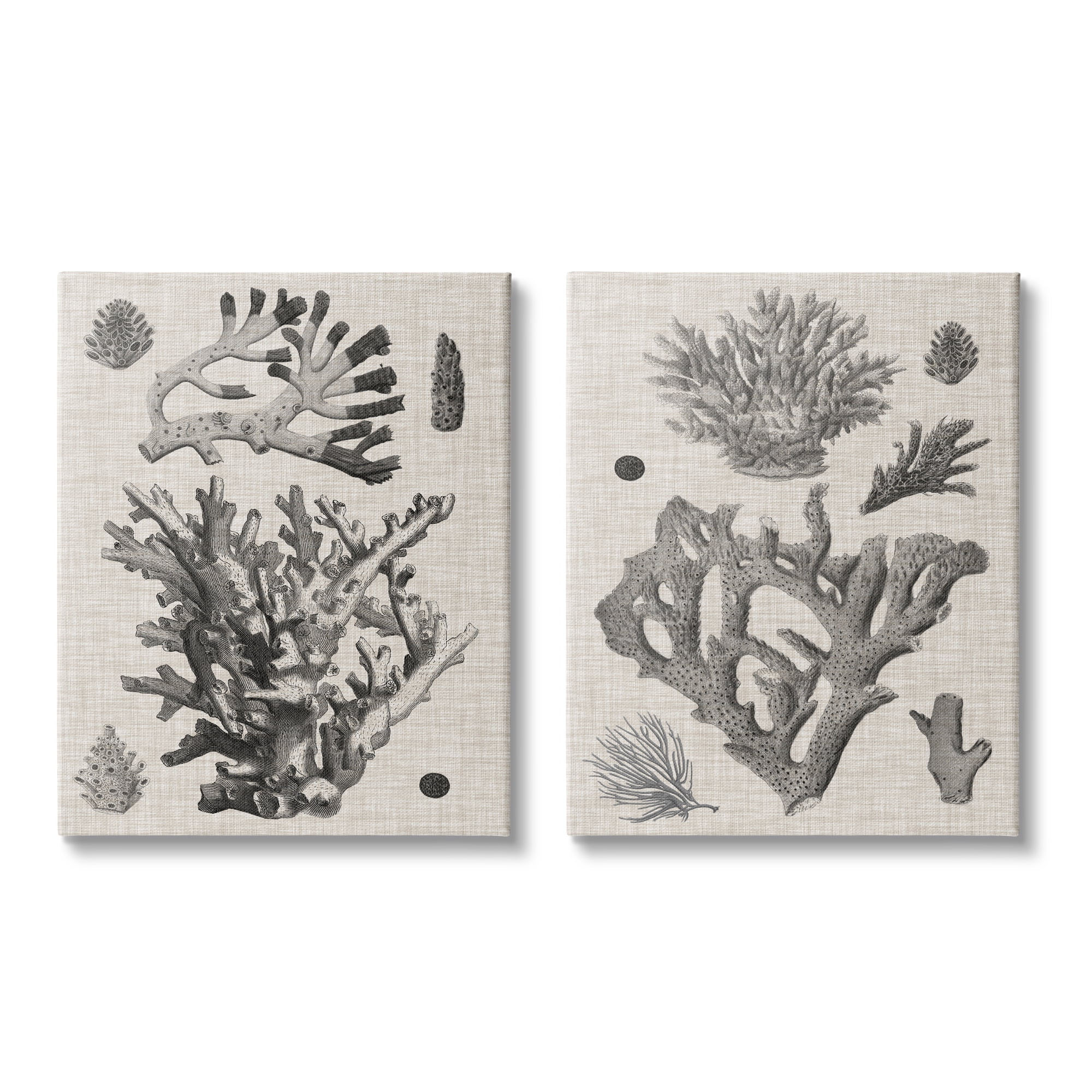 Stupell Industries Vintage Coral Study Animals & Insects Painting Gallery Wrapped Canvas Print Wall Art, 24 x 30, Set of 2