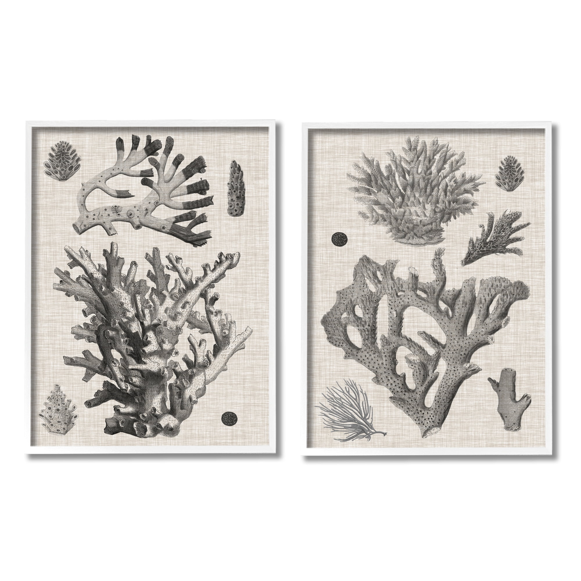 Stupell Industries Vintage Coral Study Animals & Insects Painting White Framed Art Print Wall Art, 11 x 14, Set of 2