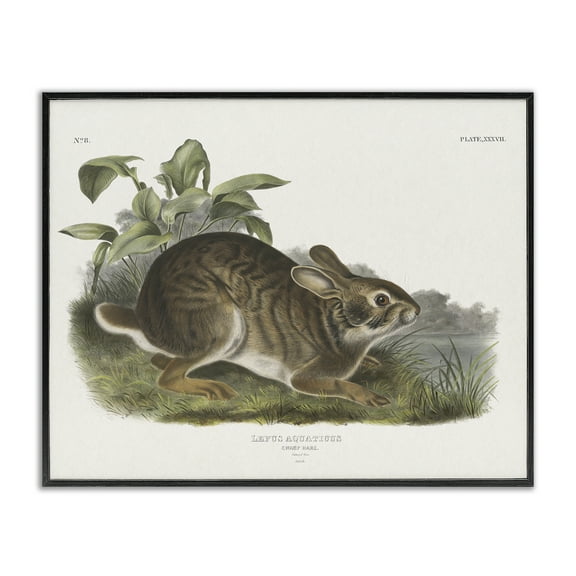 Stupell Industries Vintage Cottage Hare Animals & Insects Painting Black Framed Art Print Wall Art, 14 x 11
