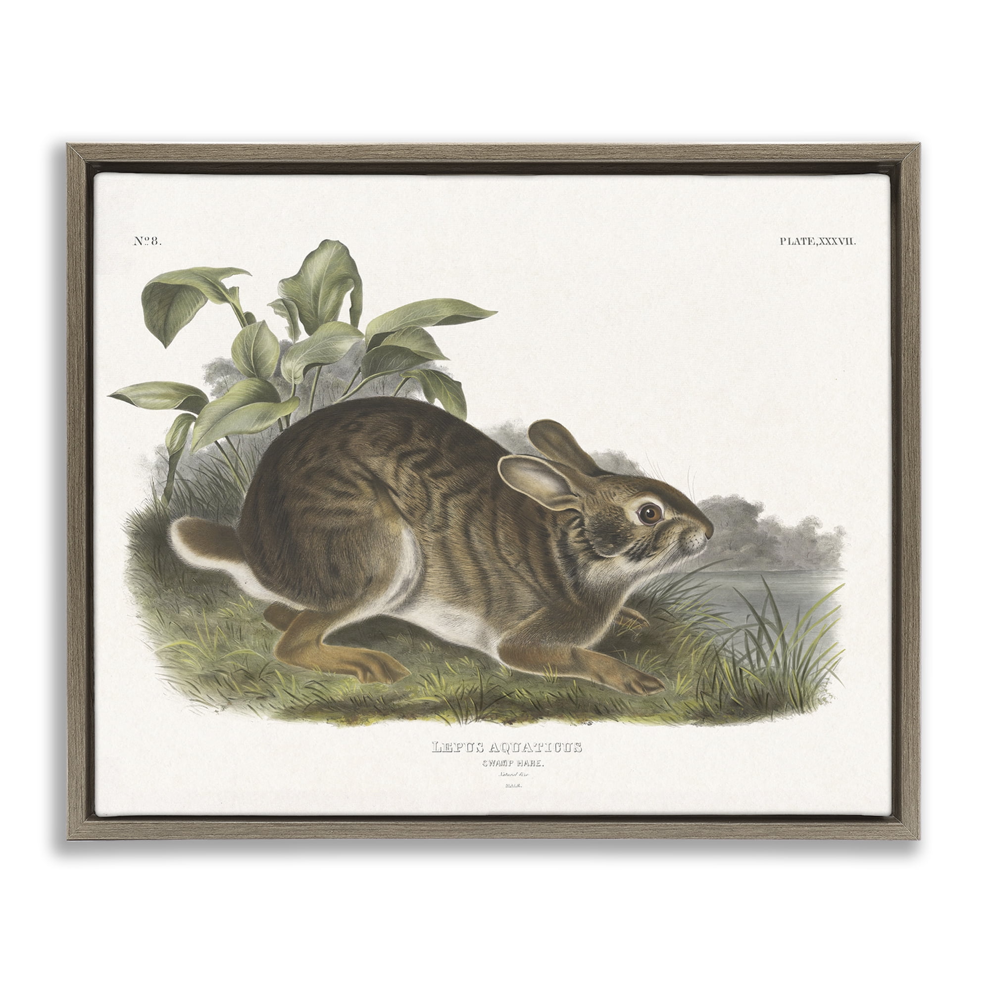 Stupell Industries Vintage Cottage Hare Animals & Insects Painting Brown Floater Framed Canvas Art Print Wall Art, 31 x 25