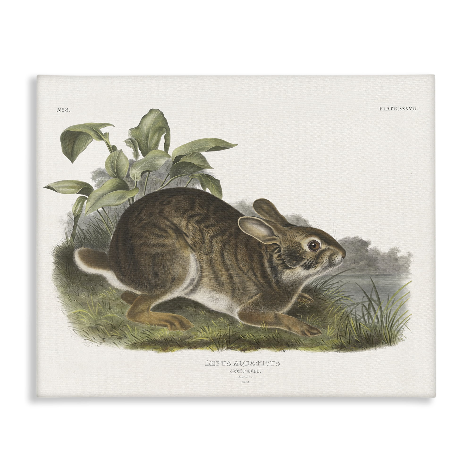 Stupell Industries Vintage Cottage Hare Animals & Insects Painting Gallery Wrapped Canvas Art Print Wall Art, 48 x 36
