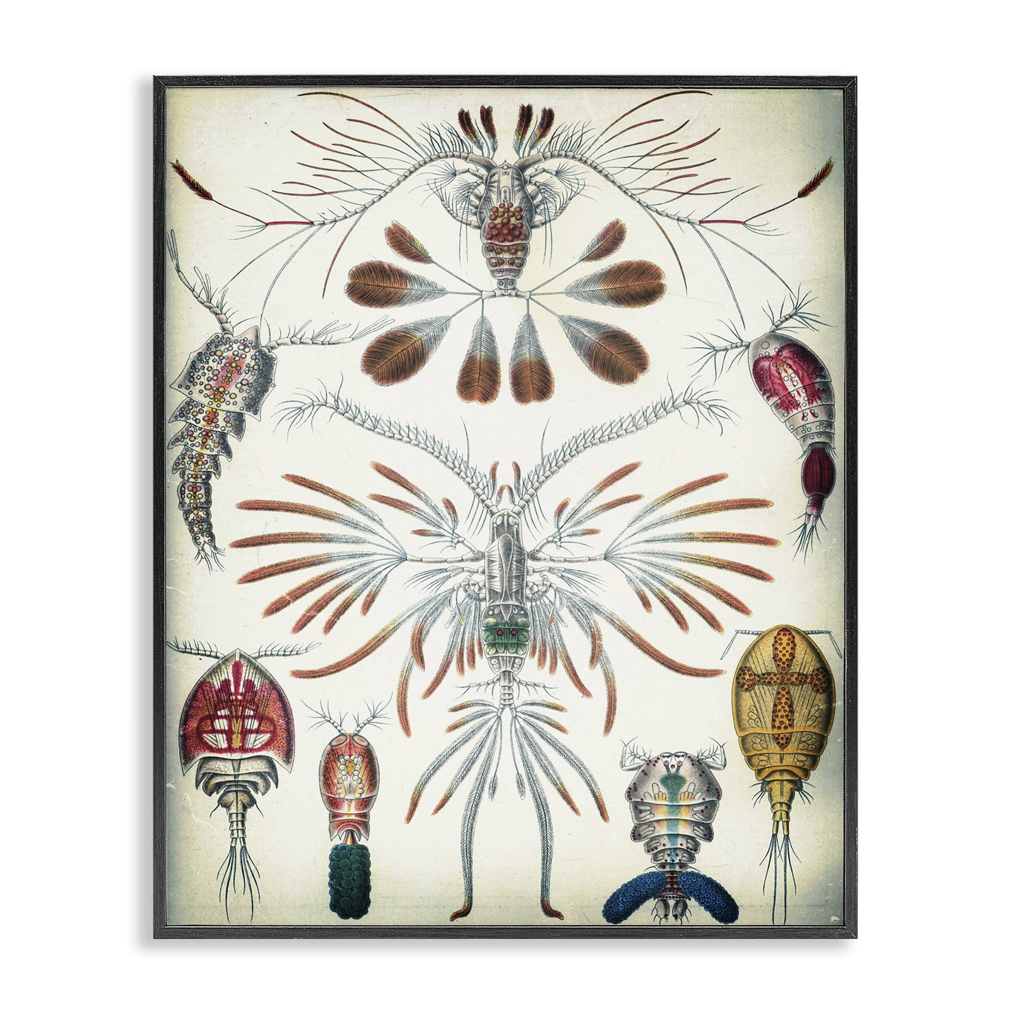 Stupell Industries Vintage Crustacean Diagram STEM Painting Black Framed Art Print Wall Art, 16 x 20