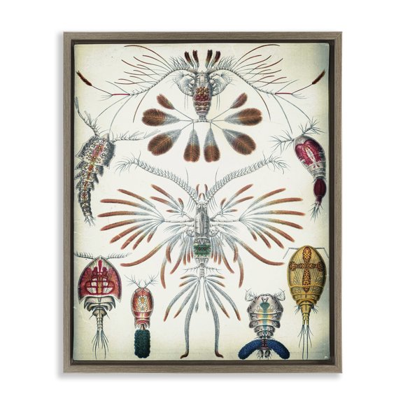 Stupell Industries Vintage Crustacean Diagram STEM Painting Brown Floater Framed Canvas Art Print Wall Art, 17 x 21