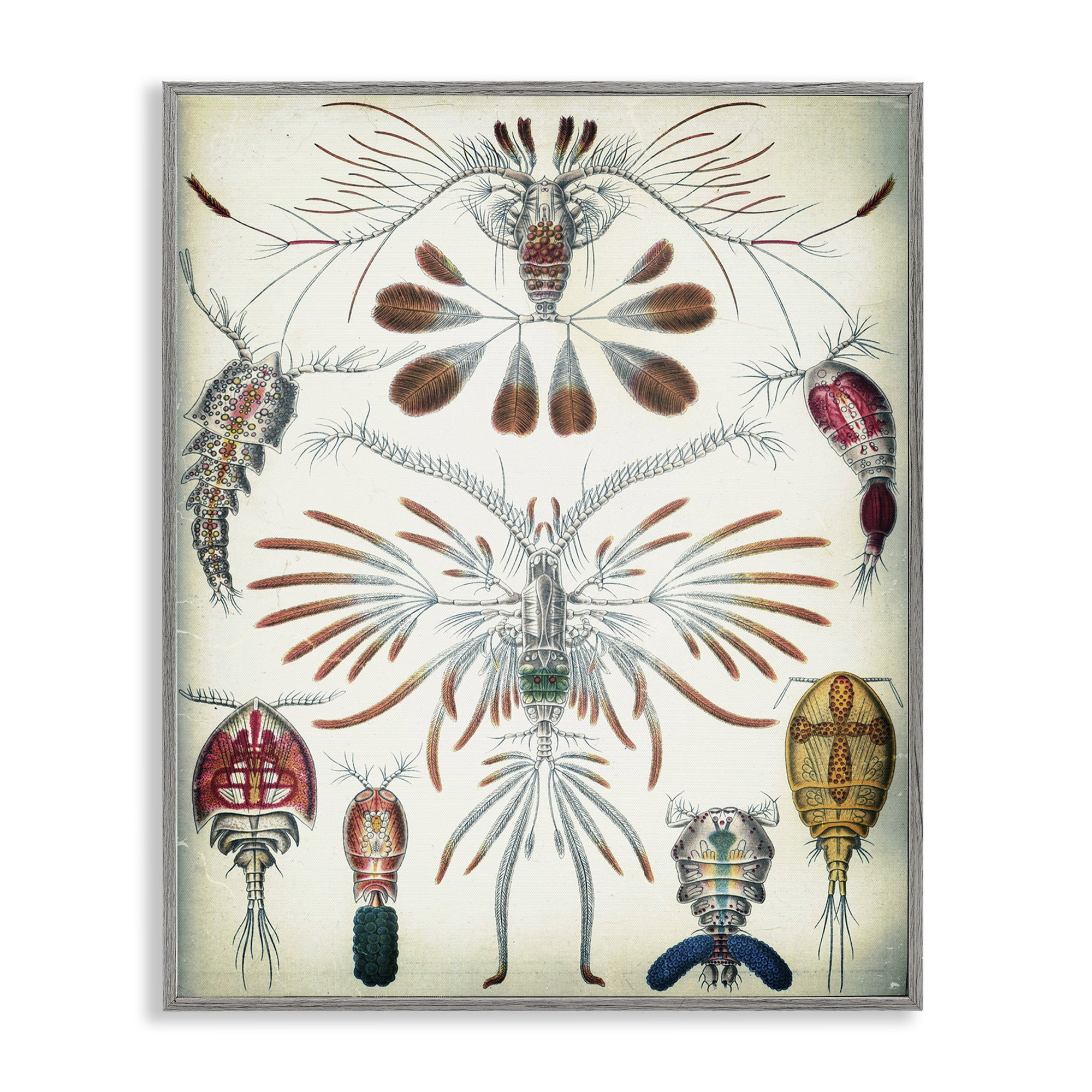 Stupell Industries Vintage Crustacean Diagram STEM Painting Gray Framed Art Print Wall Art, 11 x 14