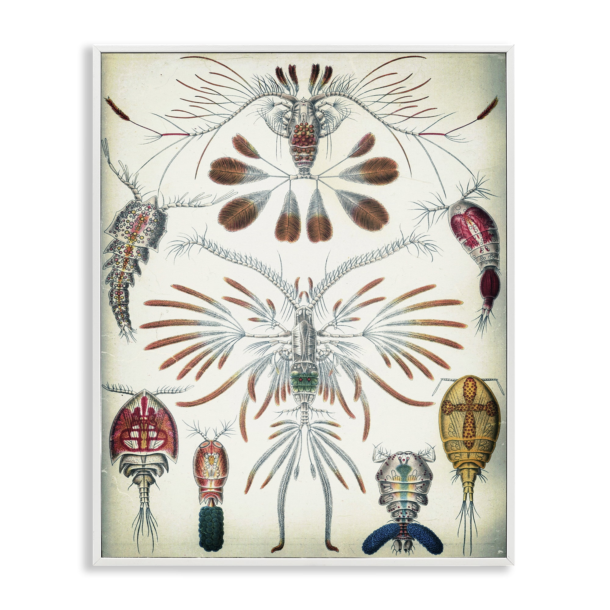 Stupell Industries Vintage Crustacean Diagram STEM Painting White Framed Art Print Wall Art, 16 x 20