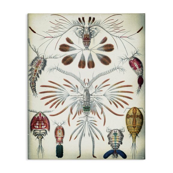 Stupell Industries Vintage Crustacean Diagram STEM Painting Wrapped Canvas Art Print Wall Art, 24 x 30