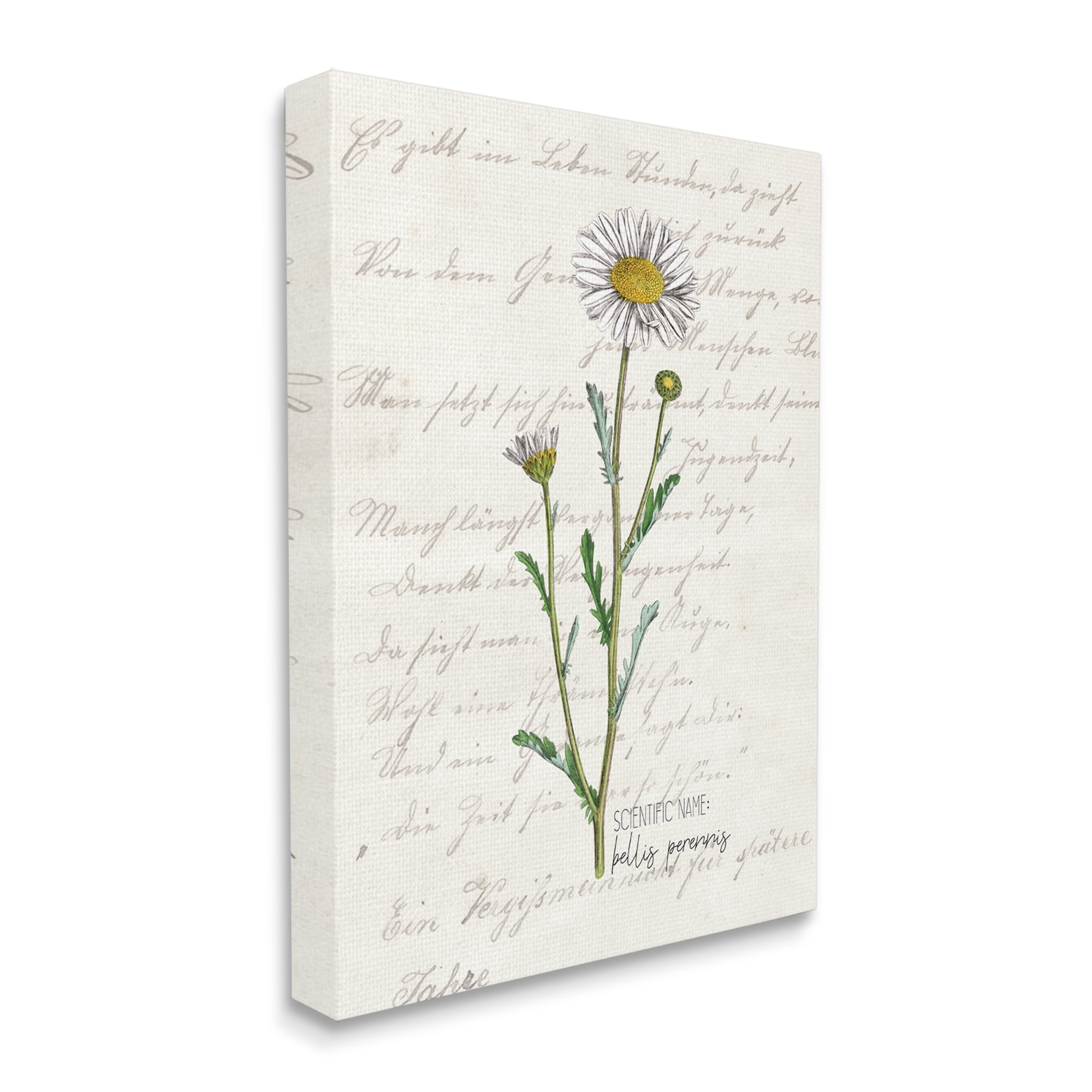 Stupell Industries Vintage Daisy Illustration Latin Script Study,36 x 48,Designed by Kim Allen