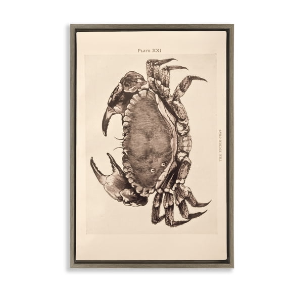 Stupell Industries Vintage Detail Crab Animals Painting Brown Floater Framed Canvas Art Print Wall Art, 17 x 25