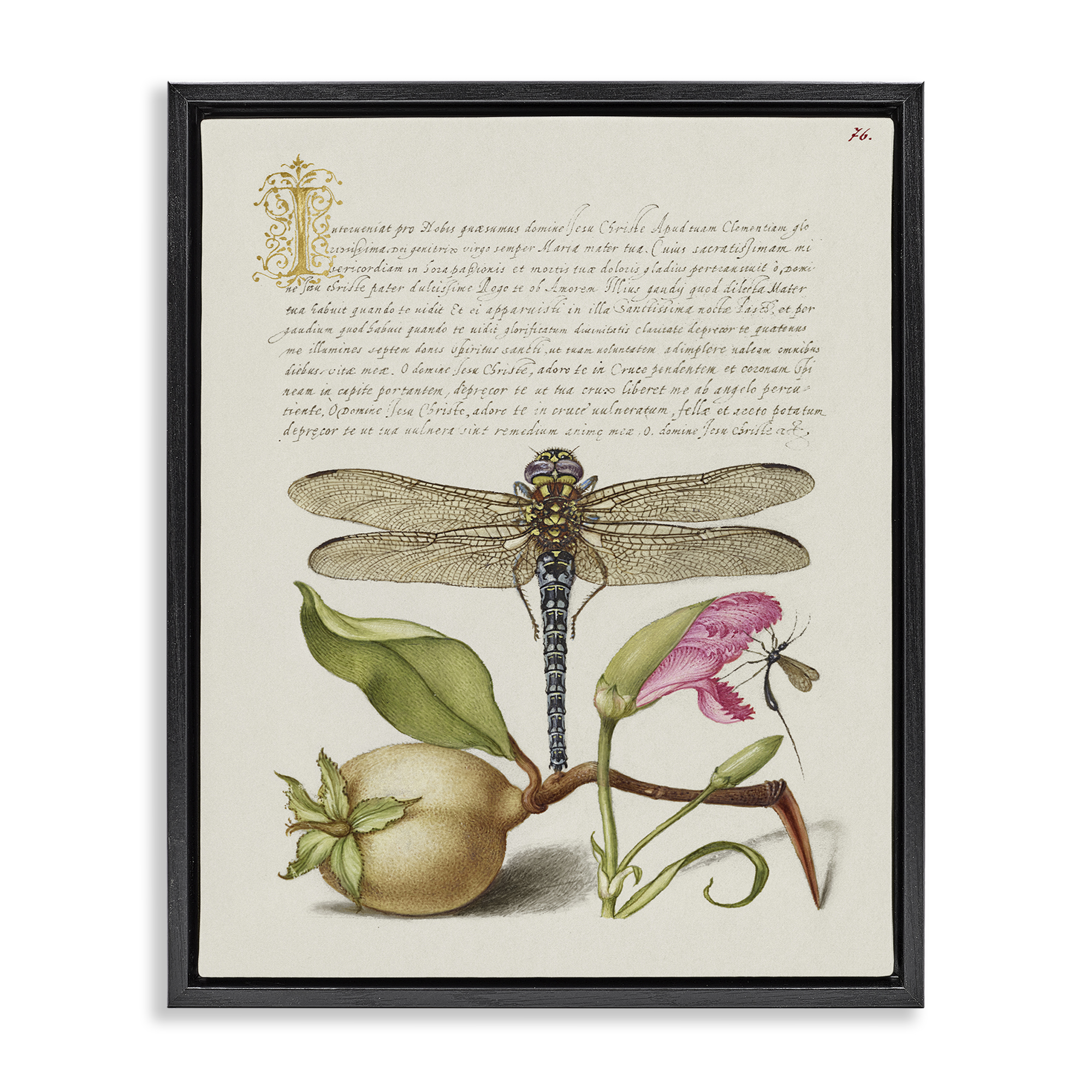 Stupell Industries Vintage Dragonfly & Plants Text & Numbers Painting Black Floater Framed Canvas Art Print Wall Art, 17 x 21
