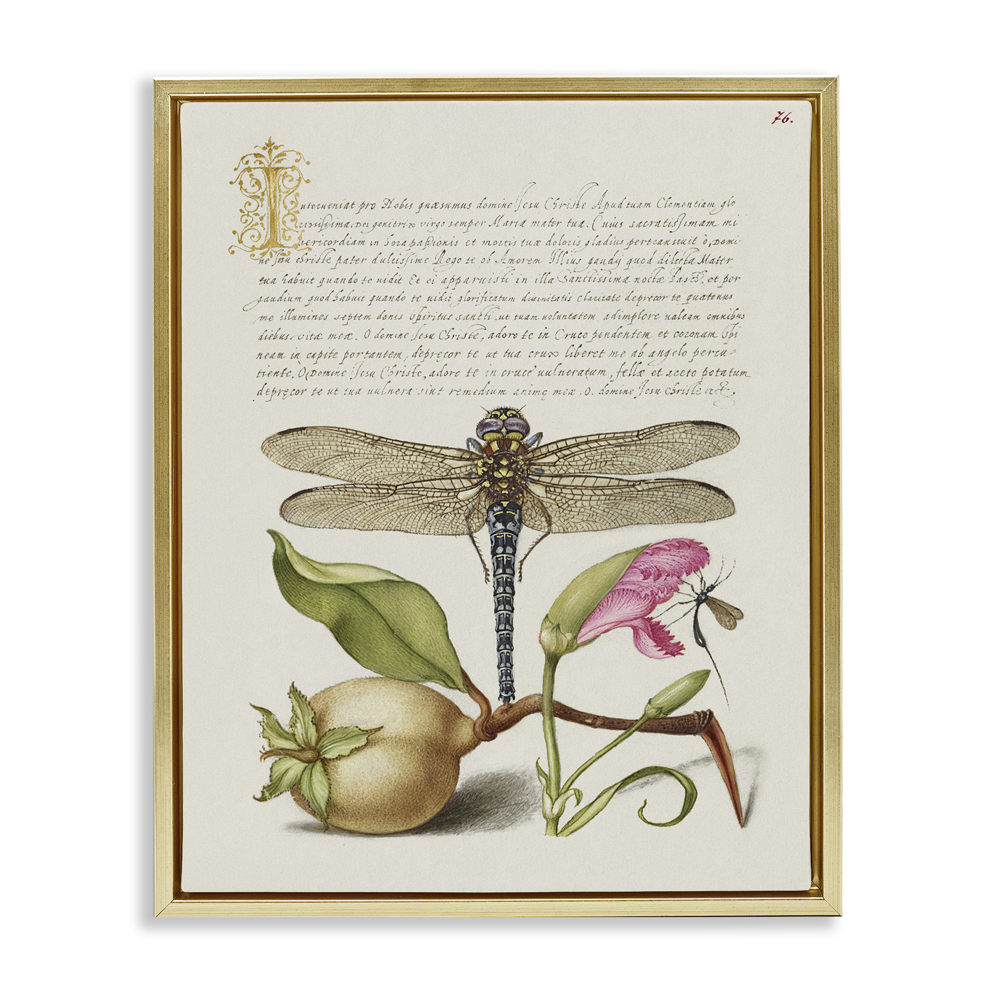 Stupell Industries Vintage Dragonfly & Plants Text & Numbers Painting Gold Floater Framed Canvas Art Print Wall Art, 17 x 21