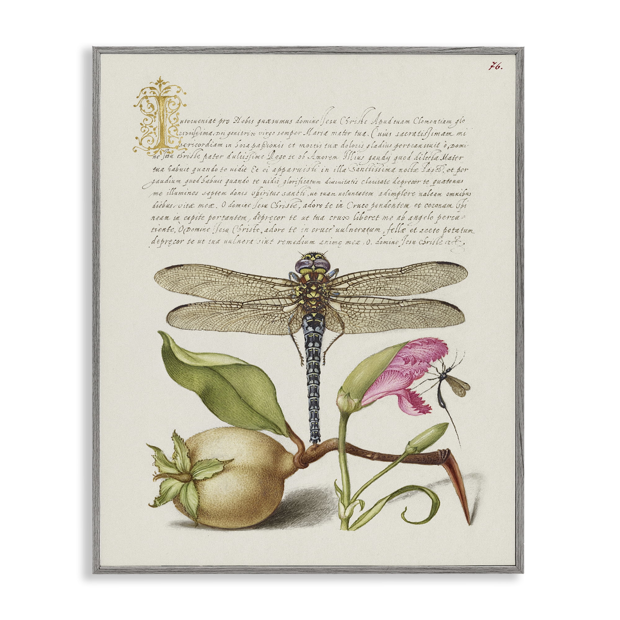 Stupell Industries Vintage Dragonfly & Plants Text & Numbers Painting Gray Framed Art Print Wall Art, 11 x 14