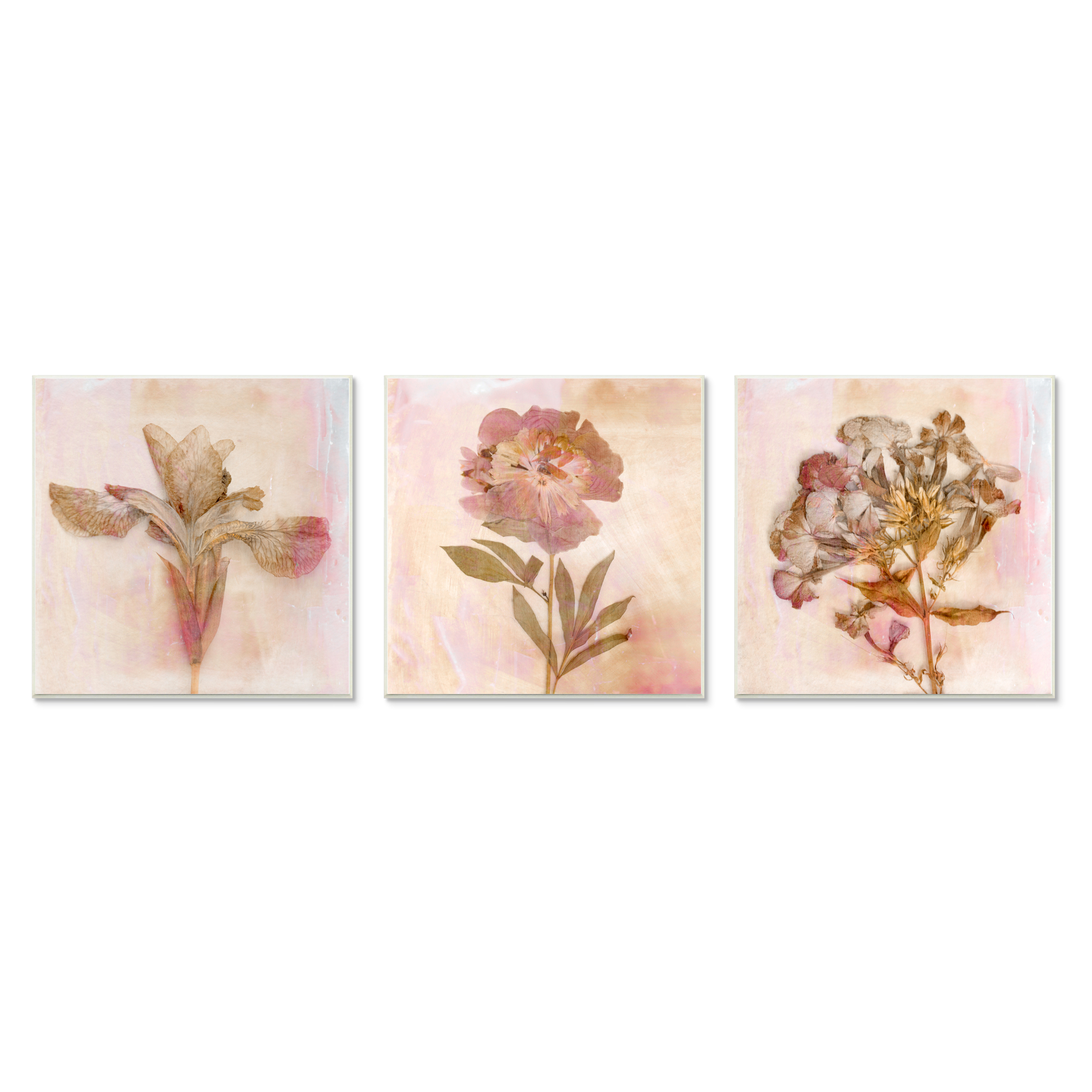 Stupell Industries Vintage Dried Pink Flowers Flattened Florals Wall Plaque, 12 x 12, Design by Judy Stalus