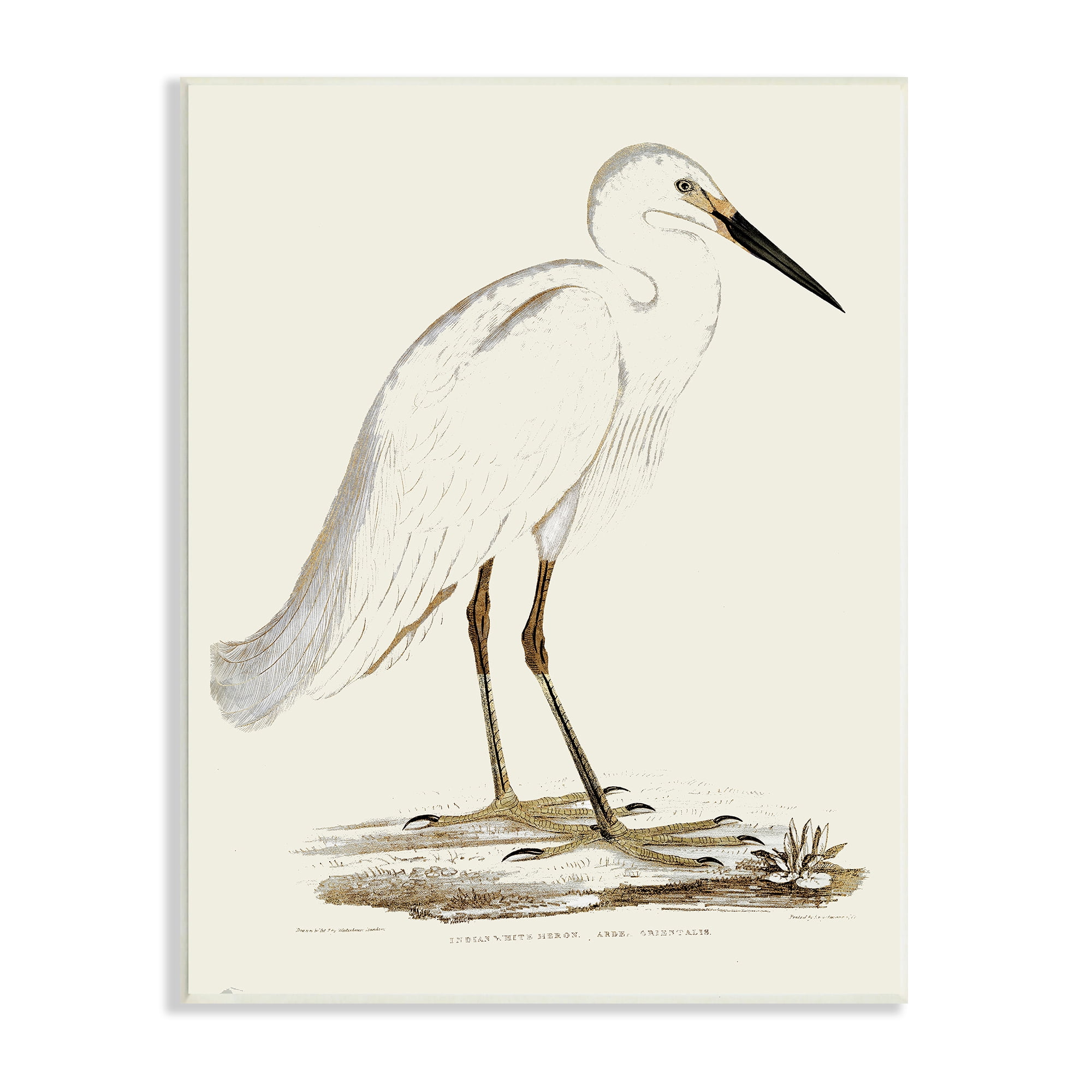 Stupell Industries Vintage Egret Latin Study Marsh Bird Illustration, 10 x 15, Designed by Daphne Polselli
