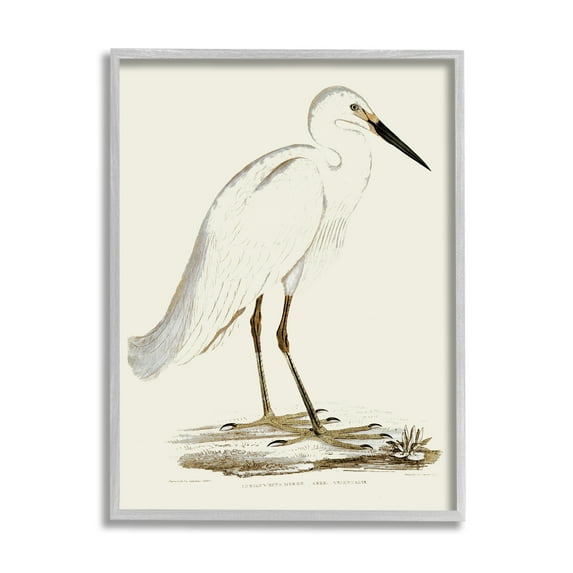Stupell Industries Vintage Egret Latin Study Marsh Bird Illustration, 11 x 14, Designed by Daphne Polselli