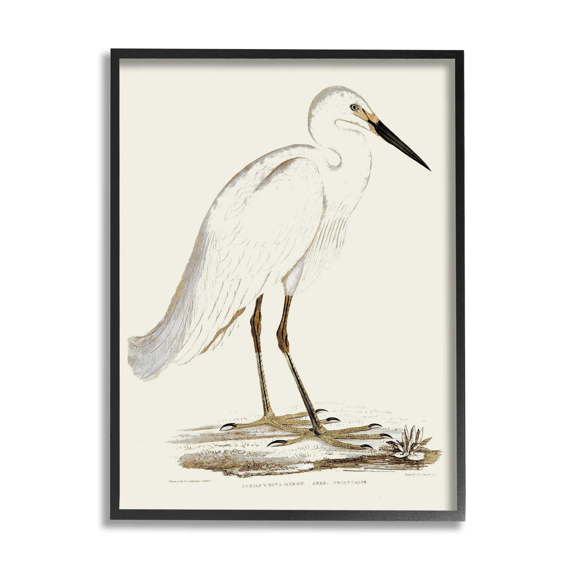 Stupell Industries Vintage Egret Latin Study Marsh Bird Illustration, 11 x 14, Designed by Daphne Polselli