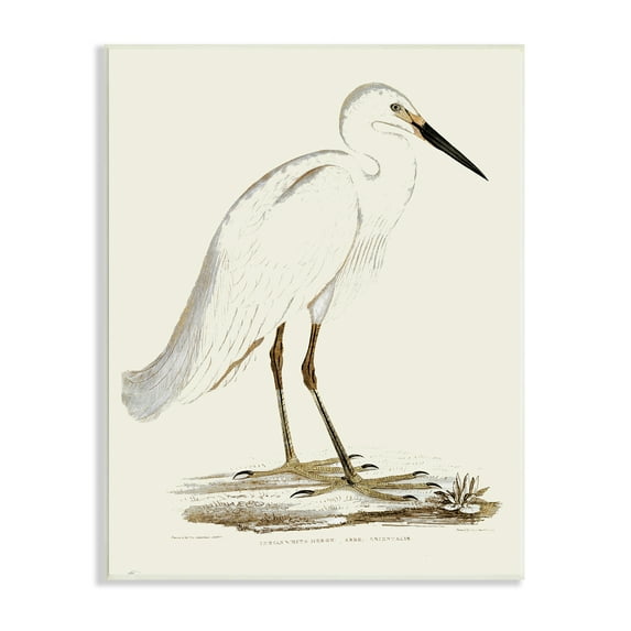 Stupell Industries Vintage Egret Latin Study Marsh Bird Illustration, 13 x 19, Designed by Daphne Polselli