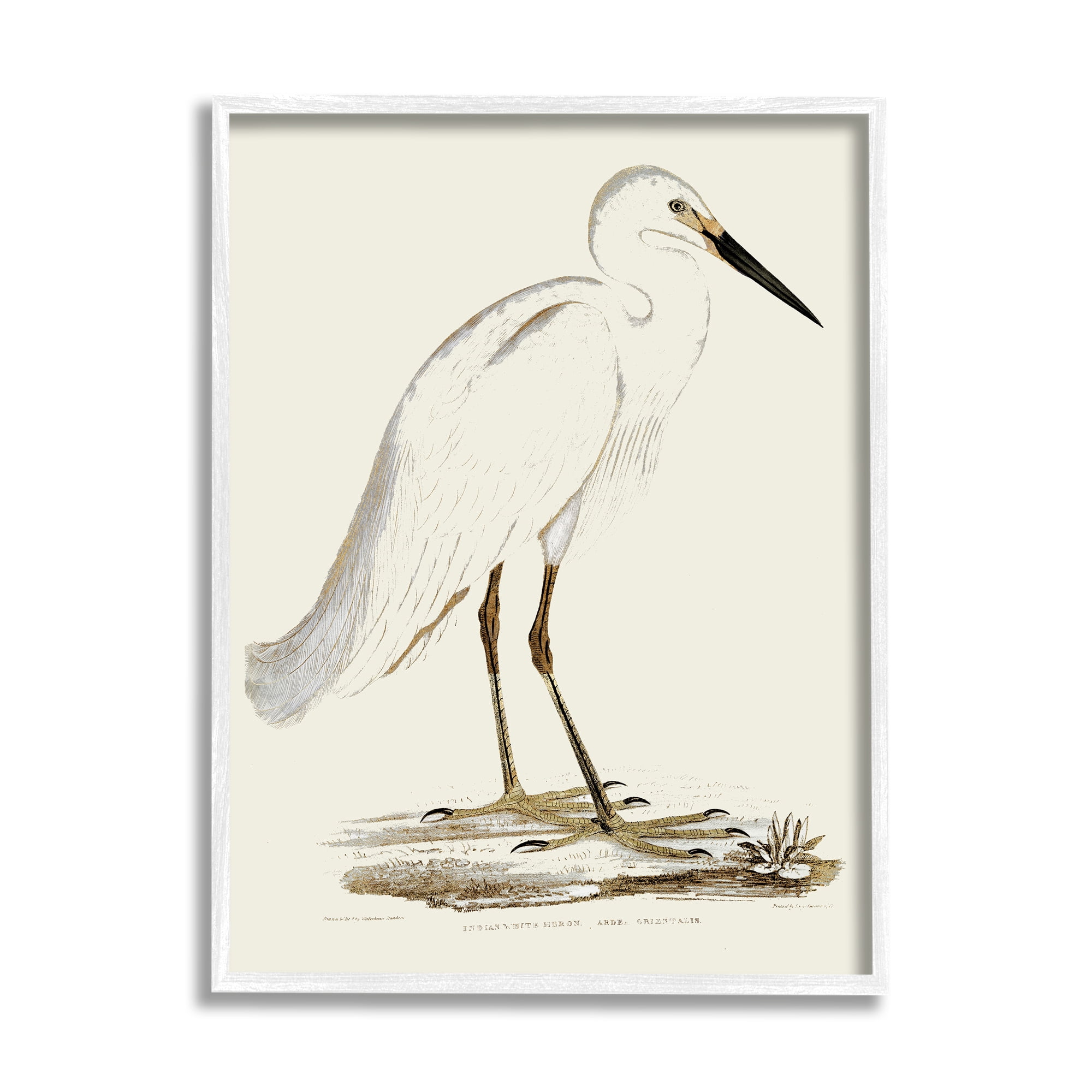 Stupell Industries Vintage Egret Latin Study Marsh Bird Illustration, 16 x 20, Designed by Daphne Polselli